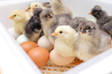 eggs and hatched chicks in the incubator. poultry breeding