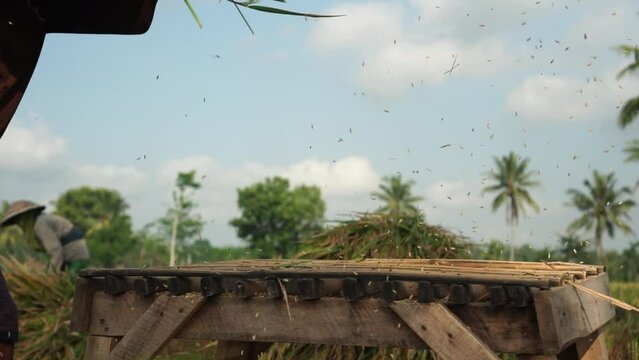 slow motion video of threshing rice seeds in a rice field during harvest season