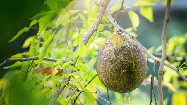A close-up view of a ripe bael fruit hanging from a tree branch, surrounded by lush green leaves. The image highlights the natural texture and color of the fruit.