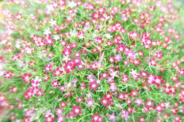 Pink gypsophila blooming beautifully on nature background