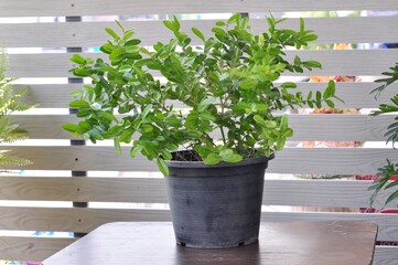 Mango tree yawns and lemon hops in a black pot on a white background