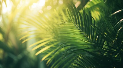 Obraz premium fern in the forest, green plants, palm tree leaves, tropical plants under the sun.