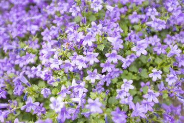 Obraz premium Close-up view of vibrant purple flowers in full bloom, creating a lush, colorful and delicate floral background.