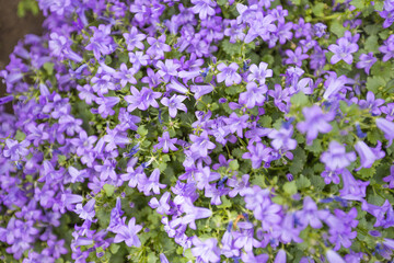 Close-up view of vibrant purple flowers in full bloom, creating a lush, colorful and delicate floral background.