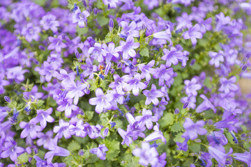 Close-up view of vibrant purple flowers in full bloom, creating a lush, colorful and delicate floral background.