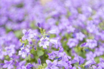 Close-up view of vibrant purple flowers in full bloom, creating a lush, colorful and delicate floral background.
