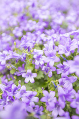 Close-up view of vibrant purple flowers in full bloom, creating a lush, colorful and delicate floral background.