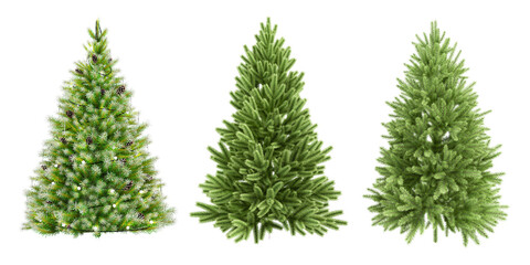 tree christmas branch pine fir spruce
