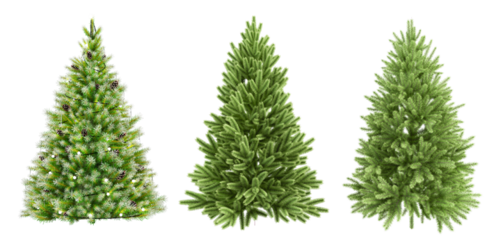 tree christmas branch pine fir spruce