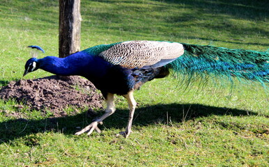 Fototapeta premium blauer Pfau, Pavo cristatus