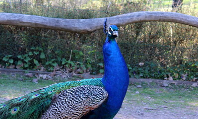 Obraz premium blauer Pfau, Pavo cristatus