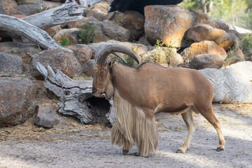 Barbary sheep with with curved horns and long shaggy hair on throat and front legs, rocks background