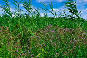 Summer landscape, green grass and blue sky, trees in the forest