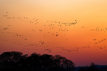 マガンの渡り　春の宮島沼　北海道の大自然