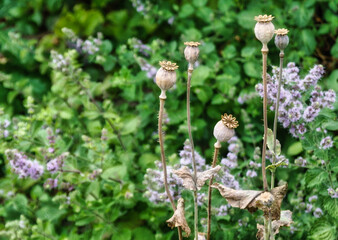 Poppies, flowers in the garden