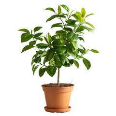 Fototapeta premium [Transparent Background PNG]A potted lemon tree with green leaves on a black background