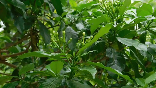 Tagara flower crape jasmine flower bud in nice blur background hd