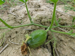 Obraz premium Green pumpkins grow in the garden. Young fruits of the pumpkin.