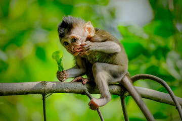 baby long tailed macaque
