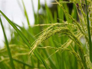 稲穂