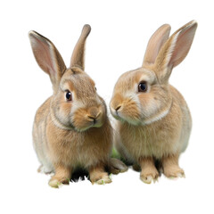 Obraz premium two rabbits