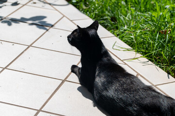Black cat lies in the sun on a terrace
