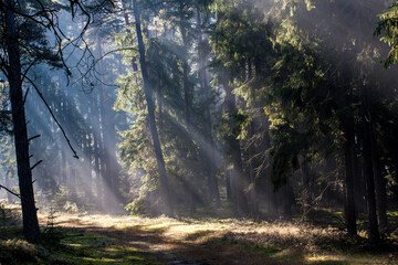 Promienie słoneczne na leśnej ścieżce © arekzet62
