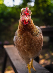 Cream leg bar hen standing and looking at camera