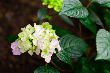Hydrangea flower bloom with green leaves