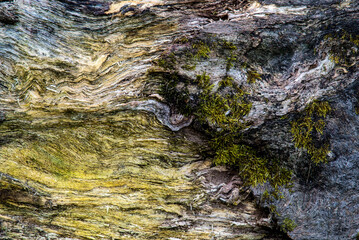 Fallen tree with lichen growing on it.