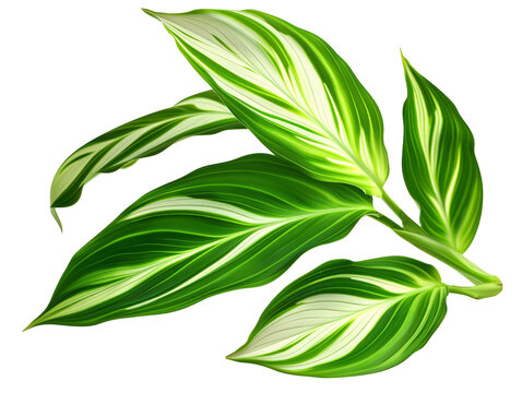 Ctenanthe setosa leaf die cut PNG style isolated on white and transparent background
