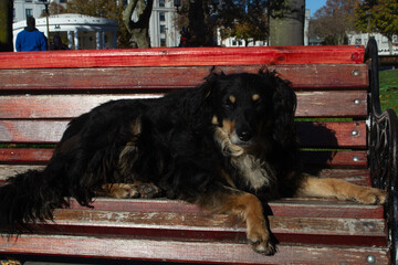 a stray dog ​​looking at the camera