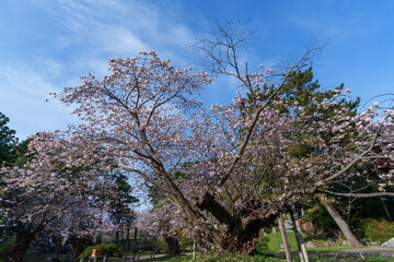 桜の松前　北海道の桜の名所 道南