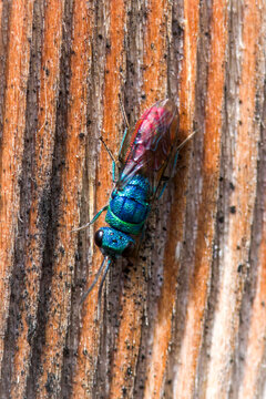 a colorful insect, the chrysis ignita is a cuckoo wasp