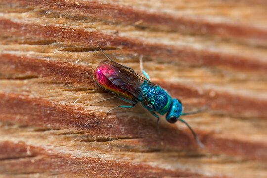 a colorful insect, the chrysis ignita is a cuckoo wasp