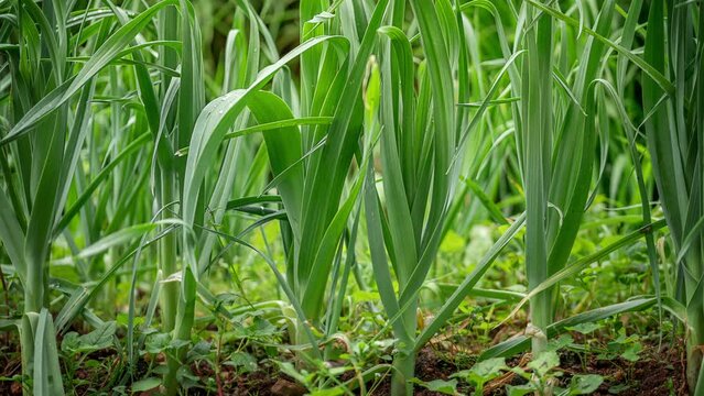 Close-up view of garlic plants growing in a garden, showcasing lush green leaves and healthy growth in a natural outdoor setting.