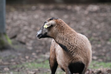 ziege