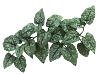 Pepperomia leaf die cut PNG style isolated on white and transparent background