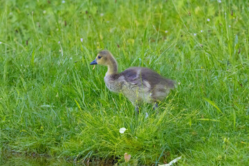 wild goose stands on a green meadow in springtime