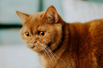 Female kitten of British breed with short hair and tortoise hair. 