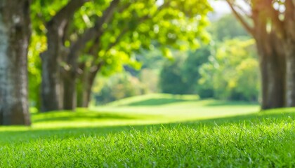 Naklejka premium Sunny Splendor: Focused Green Lawn with Blurred Trees in the Background