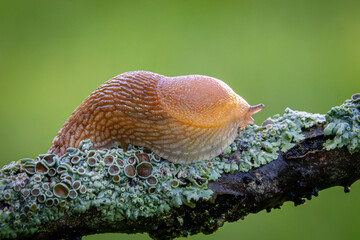 slug on a branch