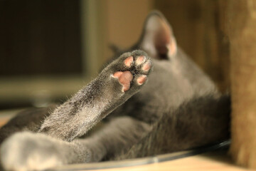  close-up of a cat's paw pointing upward in natural light near window