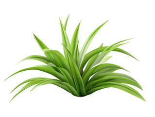Obraz premium Spider plant leaf die cut PNG style isolated on white and transparent background
