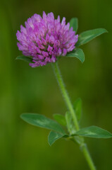 Fototapeta premium Red Clover close-up with green background