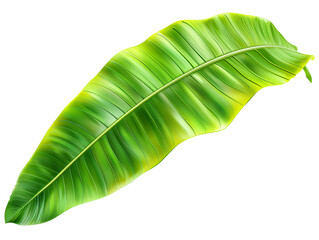 Fototapeta premium Wax plant leaf die cut PNG style isolated on white and transparent background