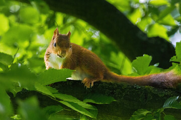 cute young squirrel portrait on tree at park, wildlife