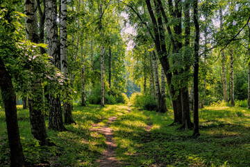 Path in a forest park area in Karelia