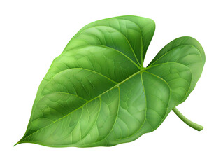 Obraz premium Anthurium Leaf, Die Cut PNG Style - Isolated on White and Transparent Background