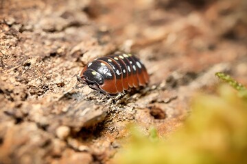 Montenegro isopoda rathkes woodlouse, Armadillidium klugii “Montenegro” assel exotic animal in natural background